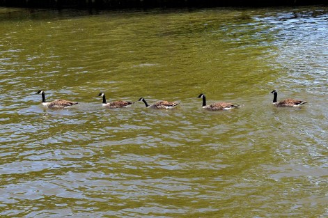 Geese - River - Windsor