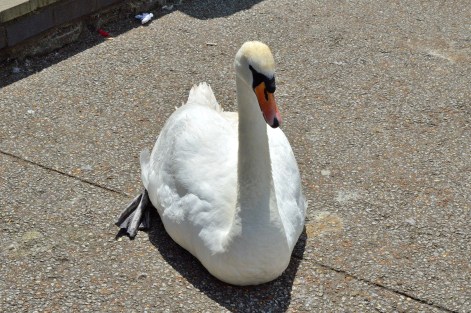 Swan - Pavement - Windsor