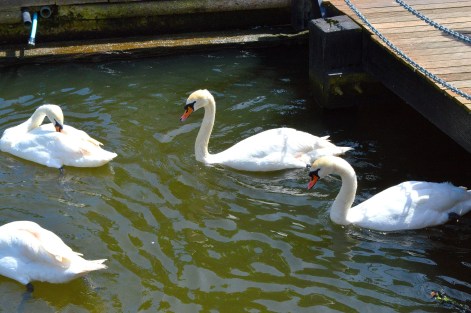 Swans 2 - Bridge - River - Windsor