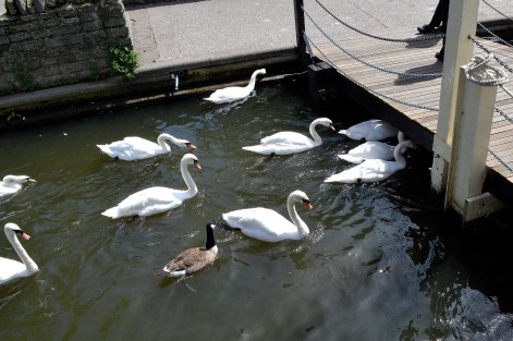 Swans - Bridge- River -Windsor