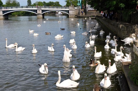 Swans - River -Windsor