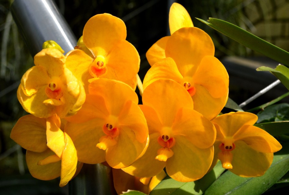 Kew Orchids