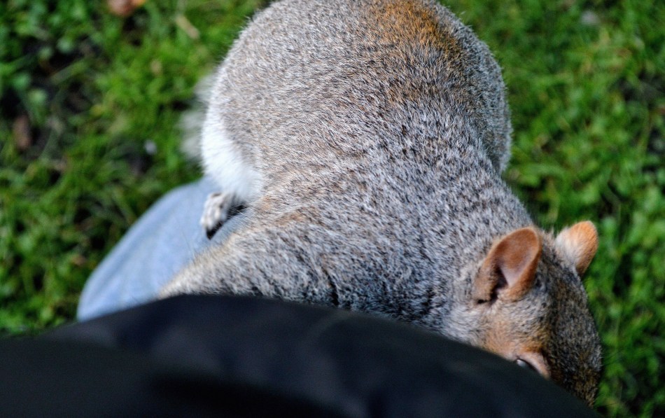 Squirrel up Leg