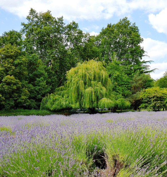 Lavender Field - Vauxhall Park