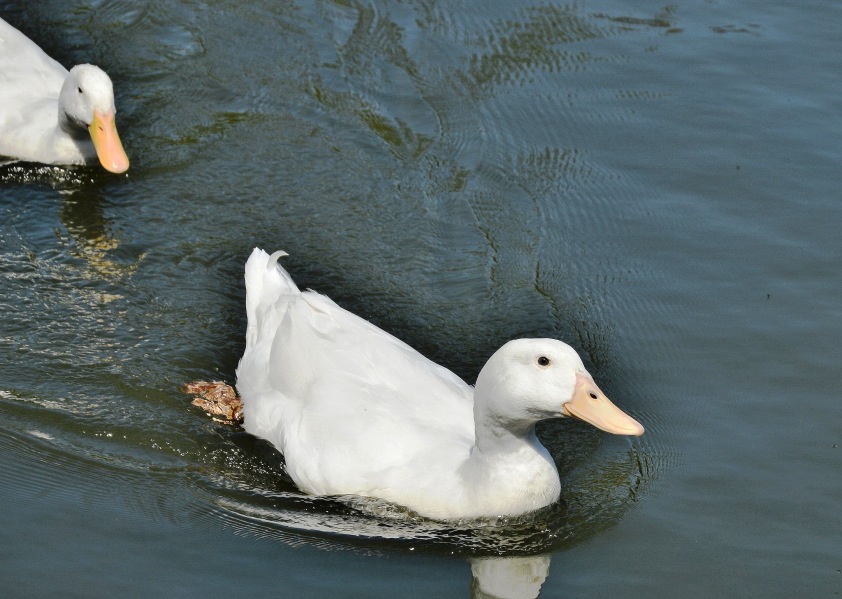 Clissold Park White Ducks DSC_3578