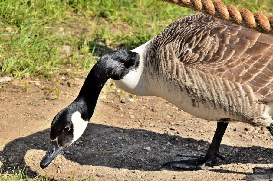 Woodberry Wetlands Canada Goose